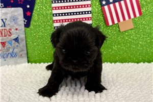 Sapphire - Shih Tzu for sale