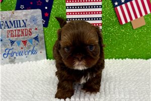 Sansa - Shih Tzu for sale