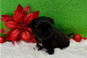 Grayson - puppy for sale