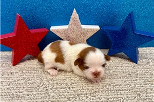 Kenji - puppy for sale