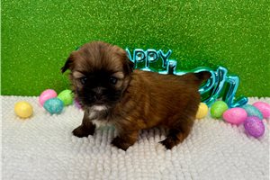 Julian - Shih Tzu for sale