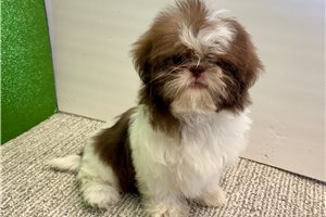 Freya - Shih Tzu for sale