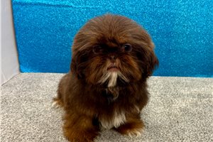 Sansa - Shih Tzu for sale