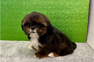 Saul - Shih Tzu for sale