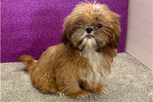 Selena - Shih Tzu for sale