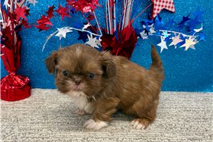 Shiloh - Shih Tzu for sale