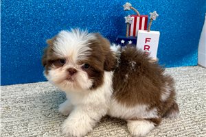 Kennedy - Shih Tzu for sale