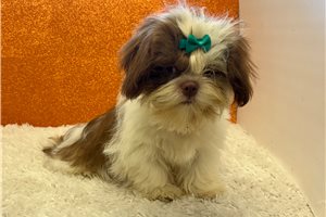 Kendrick - Shih Tzu for sale