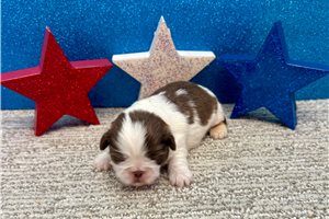 Kennedy - Shih Tzu for sale