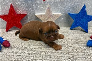 Sabrina - puppy for sale