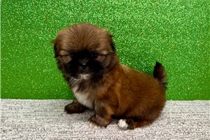 Julian - Shih Tzu for sale