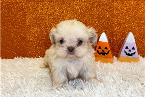 Colter - Shih Tzu for sale