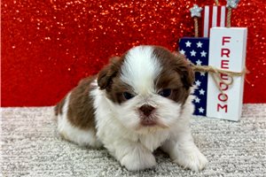 Kennedy - Shih Tzu for sale