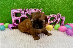 Jenny - Shih Tzu for sale