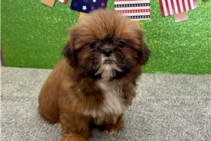 Selena - Shih Tzu for sale