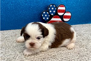 Kendrick - Shih Tzu for sale