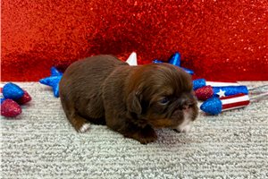 Sansa - puppy for sale