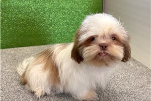 Kenji - Shih Tzu for sale