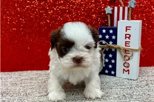 Kendrick - Shih Tzu for sale