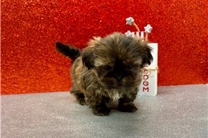 Marley - puppy for sale