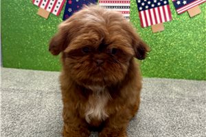Sabrina - Shih Tzu for sale