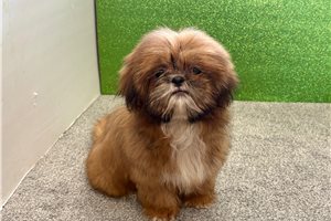 Selena - puppy for sale