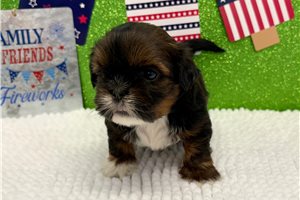 Saul - Shih Tzu for sale