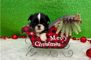 Grace - puppy for sale