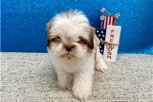 Kenji - Shih Tzu for sale