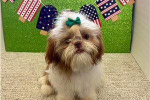 Freya - puppy for sale