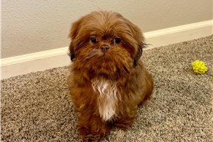 Sabrina - Shih Tzu for sale