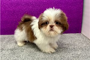 Kennedy - Shih Tzu for sale