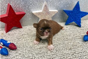Shiloh - puppy for sale