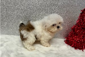 Timothy - Shih Tzu for sale