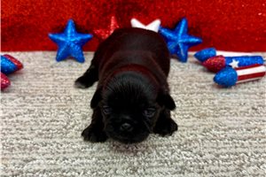 Sapphire - puppy for sale