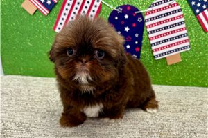 Sansa - Shih Tzu for sale