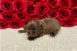 Fernando - Shih Tzu for sale
