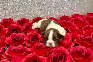 Freya - Shih Tzu for sale