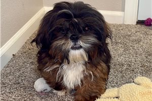Saul - Shih Tzu for sale