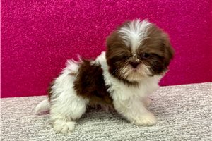 Freya - Shih Tzu for sale