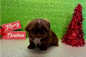 Graham - puppy for sale