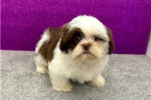 Kendrick - Shih Tzu for sale