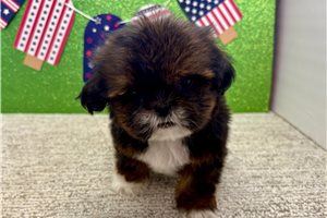 Saul - Shih Tzu for sale