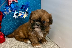Selena - Shih Tzu for sale