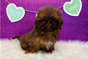 George - Shih Tzu for sale