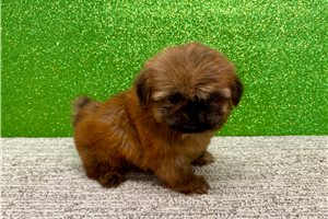 Jenny - Shih Tzu for sale
