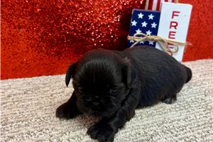 Sapphire - Shih Tzu for sale