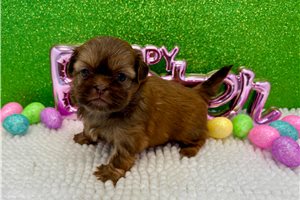 Jada - Shih Tzu for sale