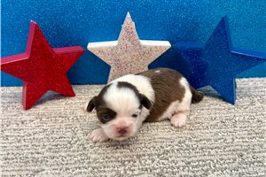 Kendrick - puppy for sale