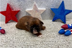 Selena - puppy for sale